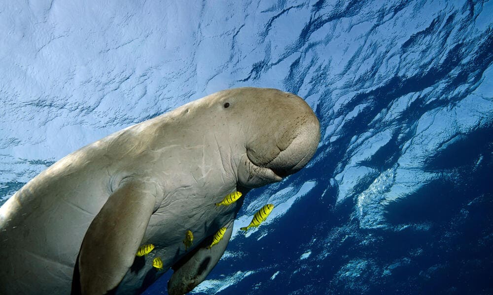 A dugong swimming in the sea around Coron, Palawan, Philippines