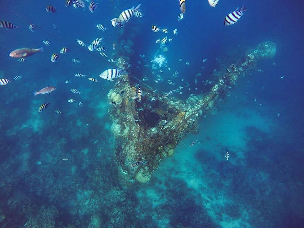 Beneath the crystal-clear waters of Coron, vibrant fish dart around the Skeleton Shipwreck, creating a mesmerizing underwater scene.