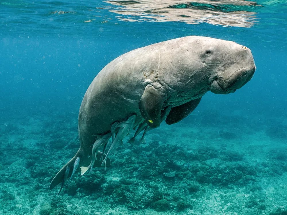 A dugong swims gracefully underwater in the clear blue waters off the coast of Coron, Palawan. The sea floor is visible below, adorned with patches of coral and sand.