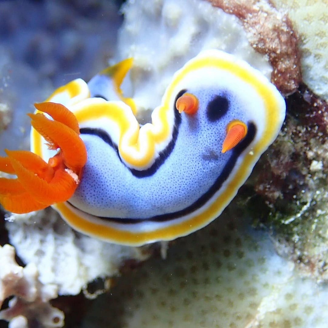 A colorful nudibranch with a yellow-edged white body, blue shading, and orange gills crawls on a coral reef in the heart of Coral Gardens, making it a delightful sight for anyone enjoying an island hopping boat tour.