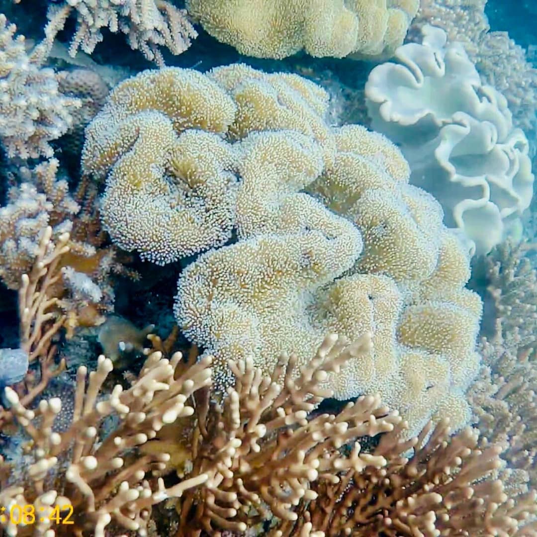 Explore the colorful underwater coral reef of Coron, where vibrant textures and marine diversity thrive among various soft and hard coral formations. Perfect for those island hopping, every boat tour unveils a mesmerizing aquatic wonderland waiting below the surface.