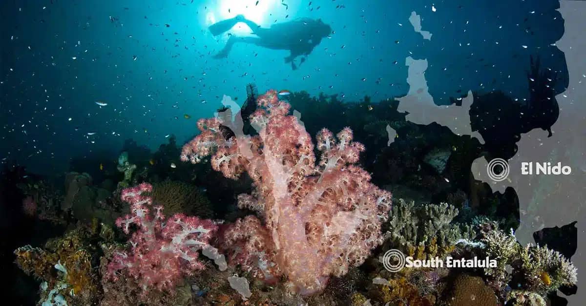 dive sites south entalula el nido philippines.jpg