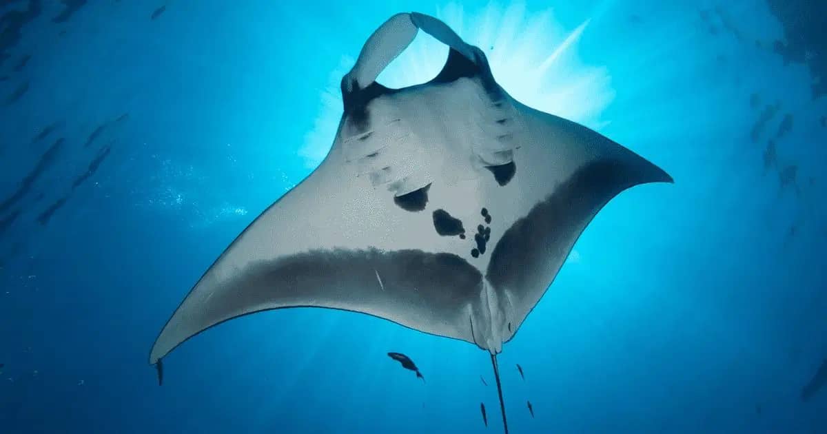 Manta rays in Palawan, Philippines