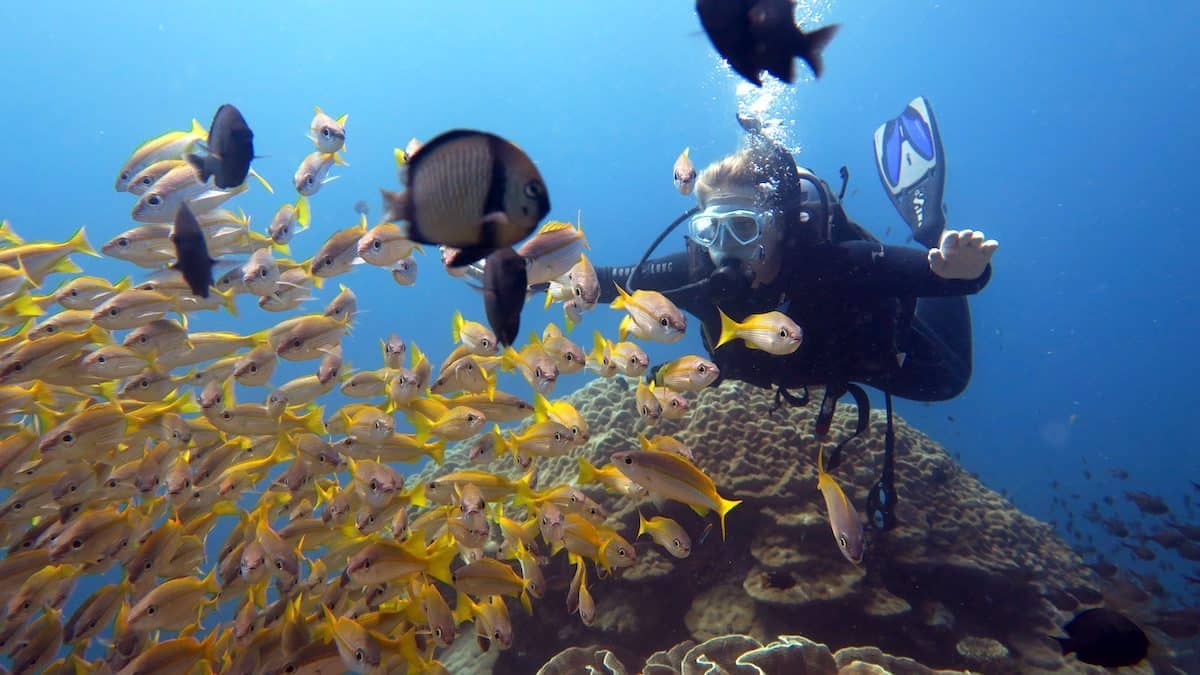 south miniloc yellow snapper el nido palawan divers scaled south entalula