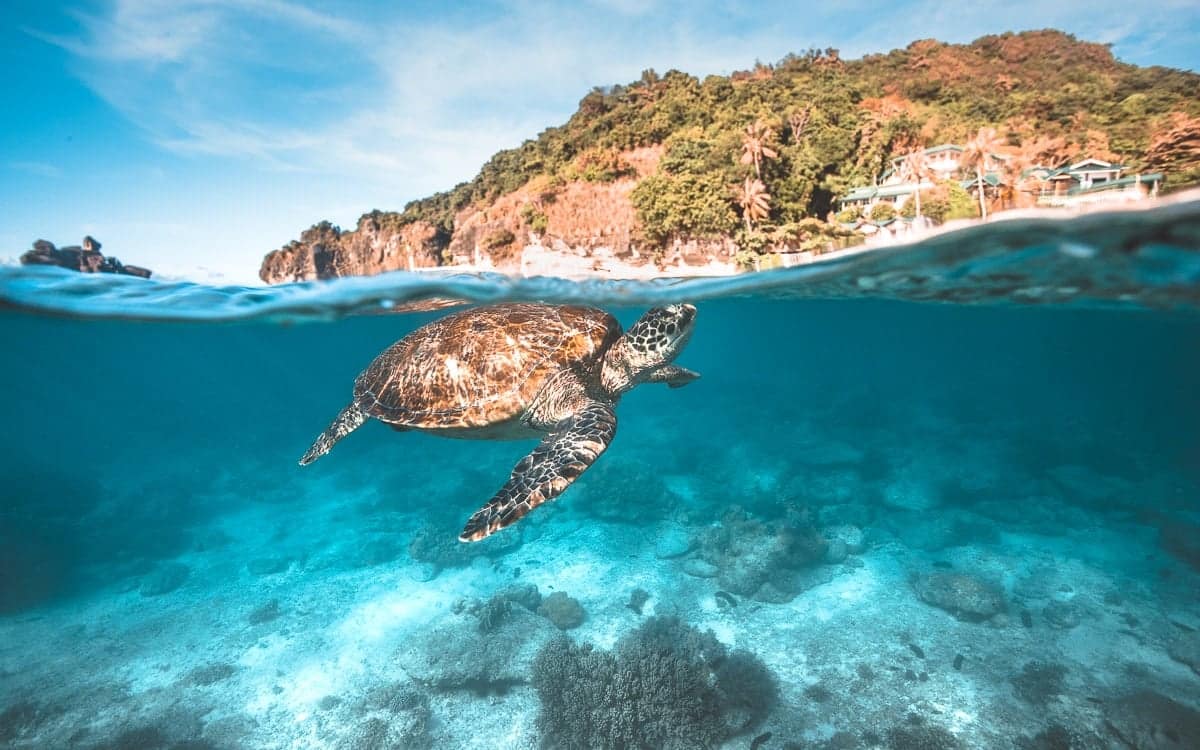A sea turtle swims gracefully in the clear, blue waters near a vibrant coral reef off Palawan. The scene captures underwater life and above—a lush green cliffscape under a vibrant sky, dotted with houses. Nearby, boat tours promise exploration of this serene paradise.