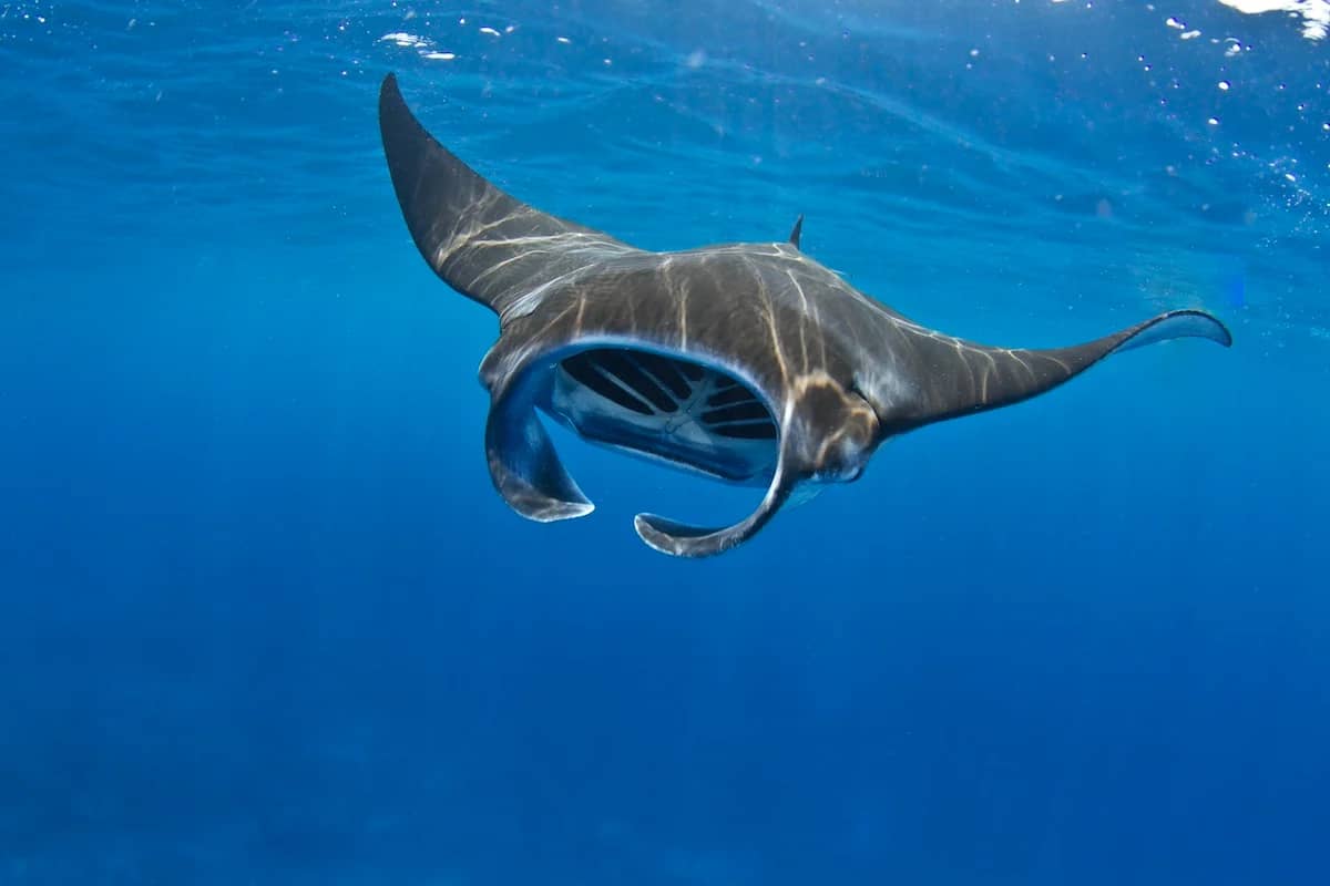 A majestic manta ray gracefully swims underwater, its wide wings extended against the deep blue ocean of Palawan in the Philippines. Sunlight filters through the water, highlighting its smooth, dark body.