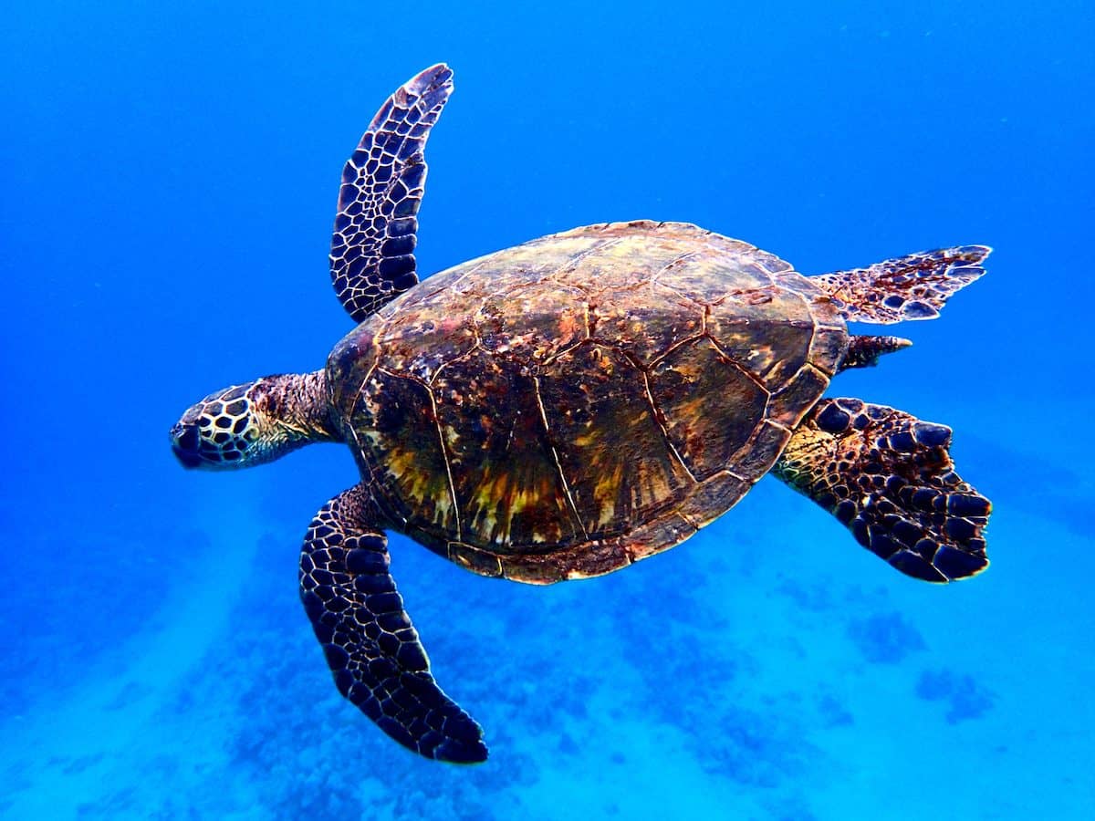 A sea turtle swims gracefully in the clear blue waters of Palawan, its flippers extended. The turtle’s shell displays a mix of dark brown and tan patterns, contrasting beautifully with the deep blue ocean backdrop—a sight often admired during local boat tours.