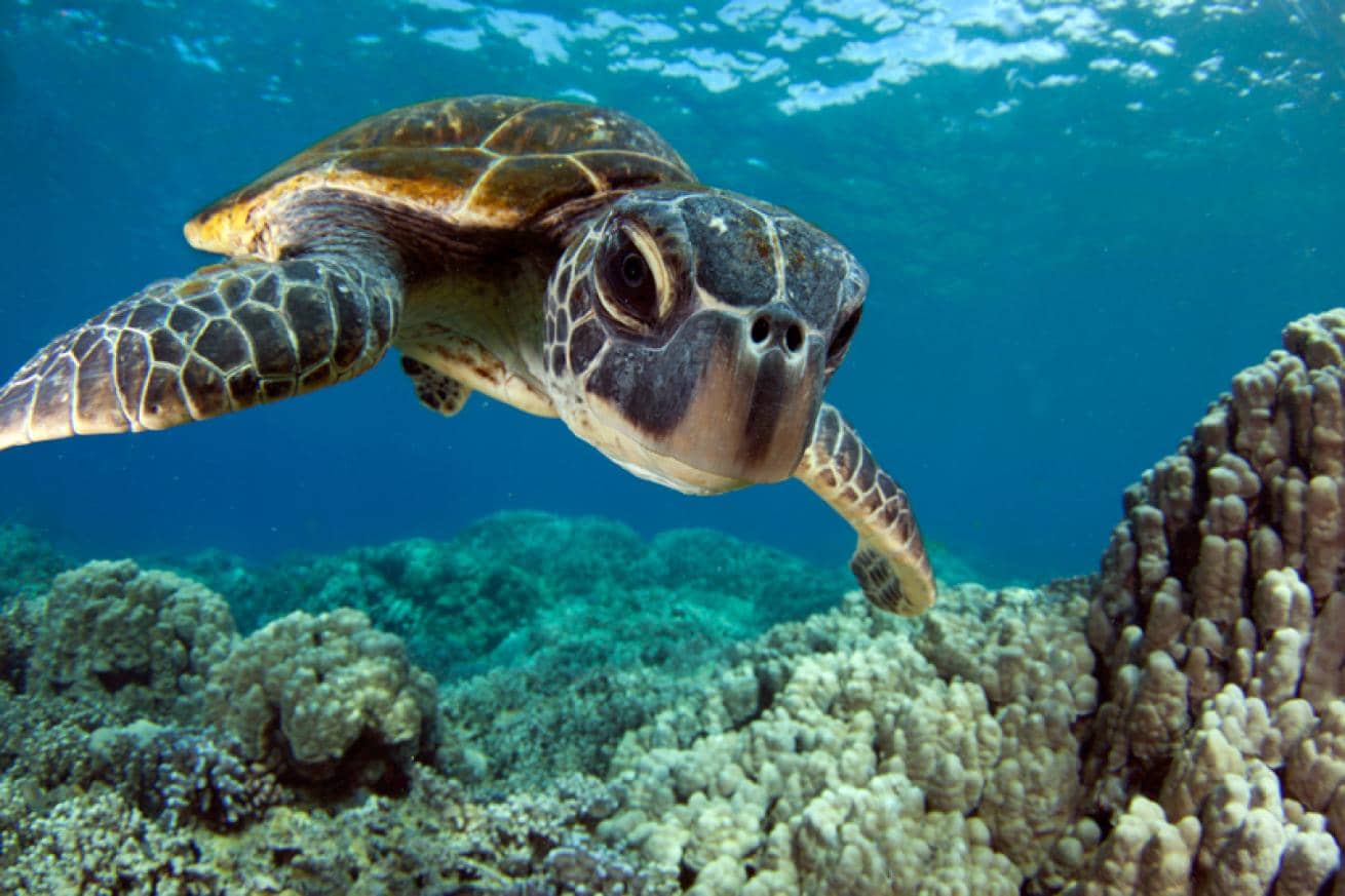 baby sea turtle