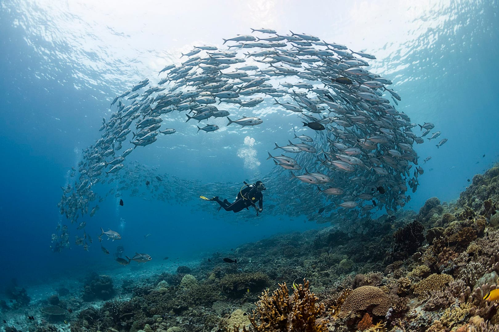 Dans l'océan bleu clair d'El Nido, un plongeur nage sous un grand banc de poissons tourbillonnant. Le fond de l'océan en contrebas révèle des coraux époustouflants et une vie marine dynamique, ce qui en fait l'un des meilleurs sites de plongée en apnée imaginables.