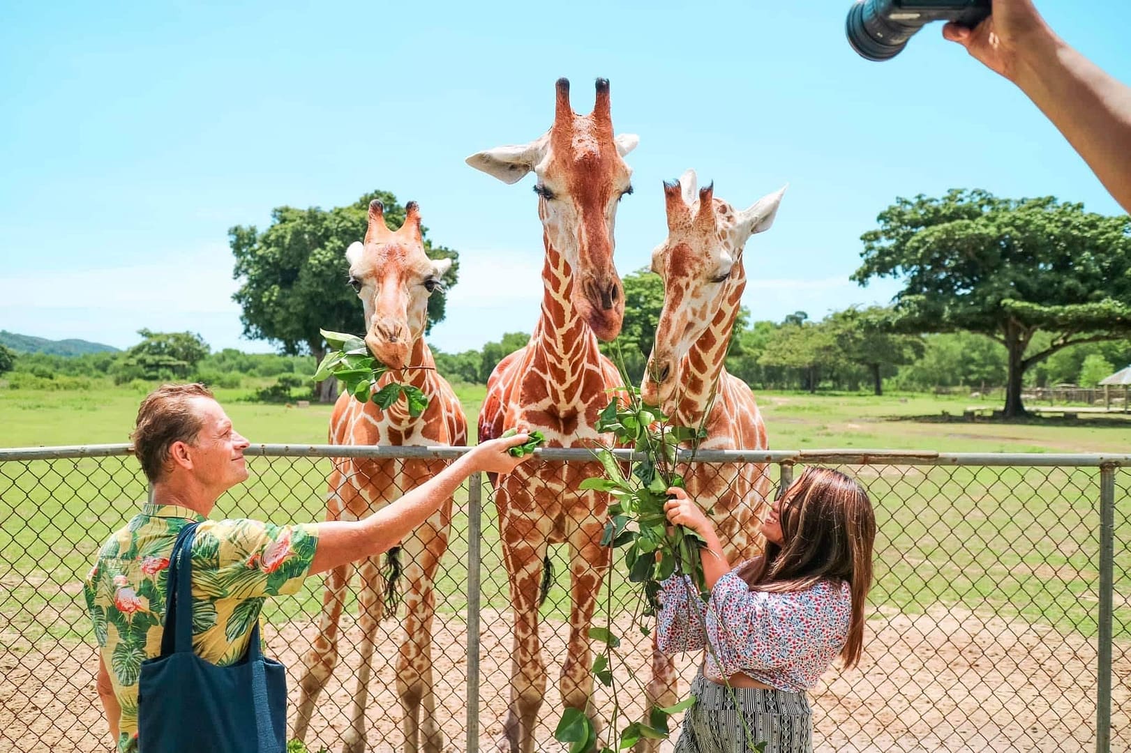 Zwei Personen füttern drei Giraffen über einen Zaun im Calauit Safari Park in Palawan. Die Szene ist hell und sonnig, mit grünen Bäumen und Gras, die sich über die Landschaft erstrecken. Eine dritte Person im Vordergrund fängt diesen magischen Moment mit der Kamera ein.