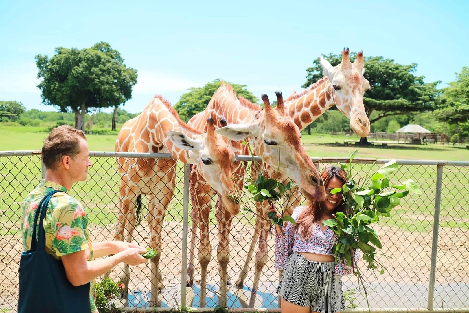 Im Calauit Safari Park füttern zwei Menschen freudig Giraffen über einen Zaun hinweg. Einer hält Blätter, während der andere grinst, während die sanften Riesen aus ihren Händen kauen. Hinter ihnen erstreckt sich eine Grasfläche mit Bäumen unter einem klaren blauen Himmel und vermittelt die Essenz von Inselhopping-Abenteuern.