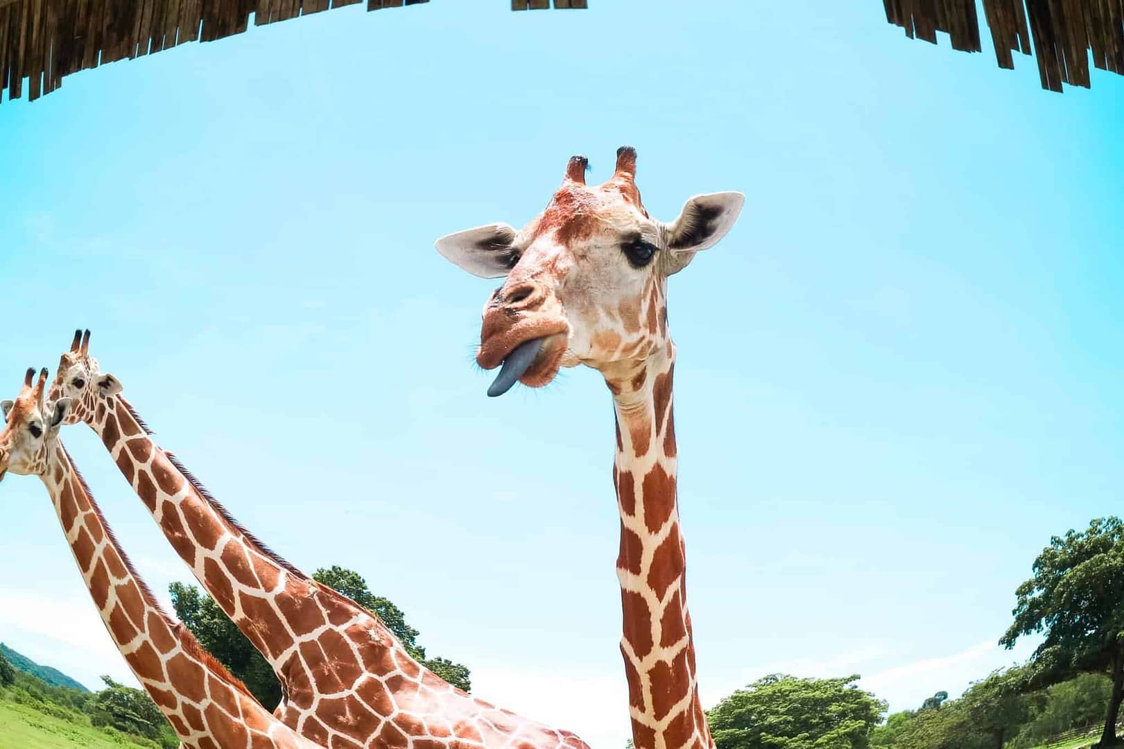 Calauit Safari Park The Ultimate Family Adventure In Coron Palawan calauit-safari-park-the-ultimate-family-adventure-in-coron-palawan