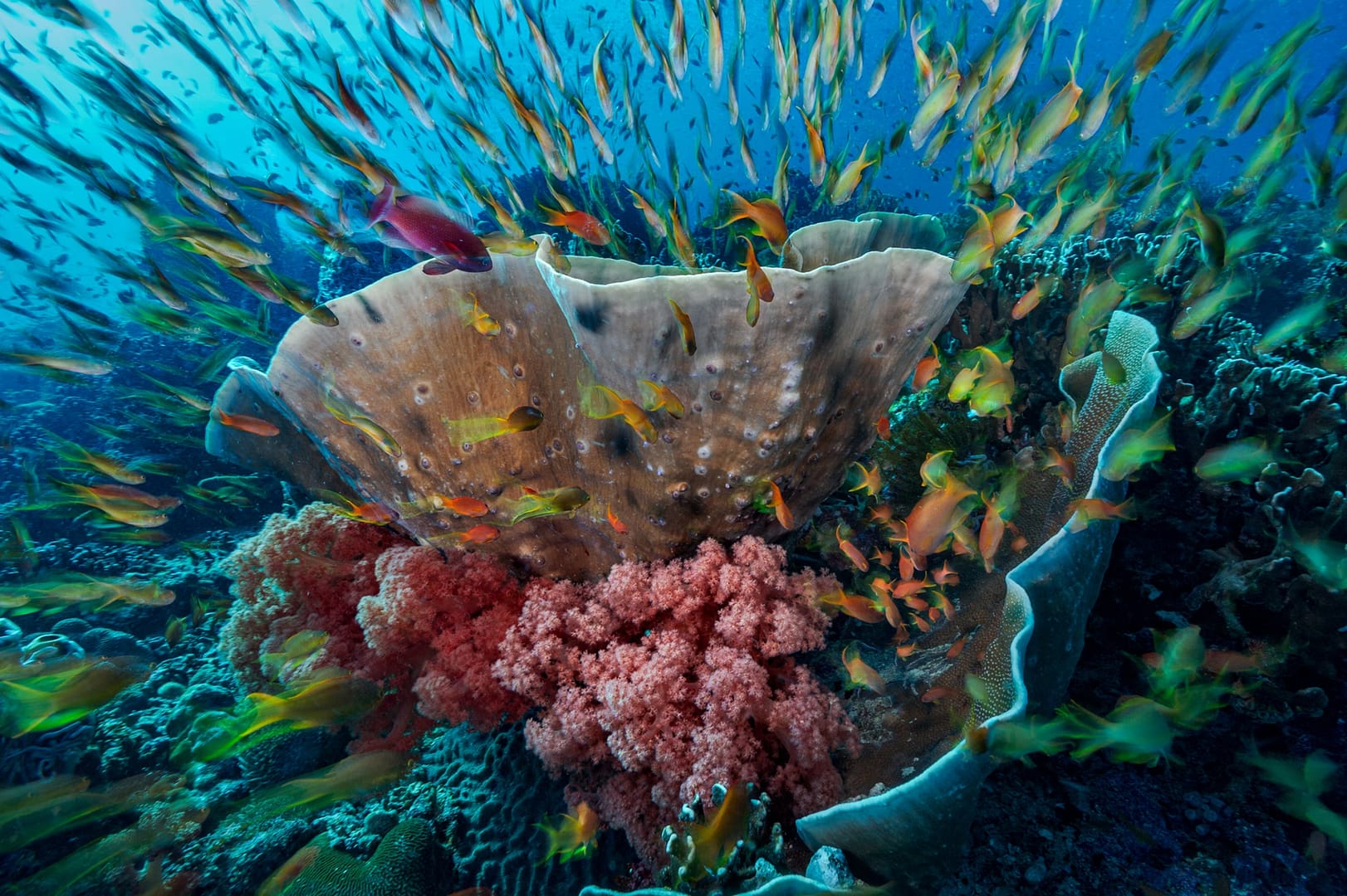 coral reefs philippines 1