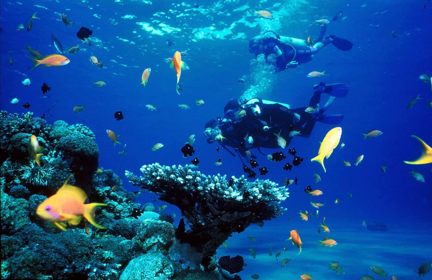 Les plongeurs explorent le récif corallien vibrant près de Coron, entouré de poissons colorés aux nuances d'orange et de jaune. L'eau bleue cristalline met en valeur la riche vie marine et la diversité des coraux, offrant une expérience de plongée sous-marine inoubliable au milieu de certaines des épaves les plus fascinantes du monde.