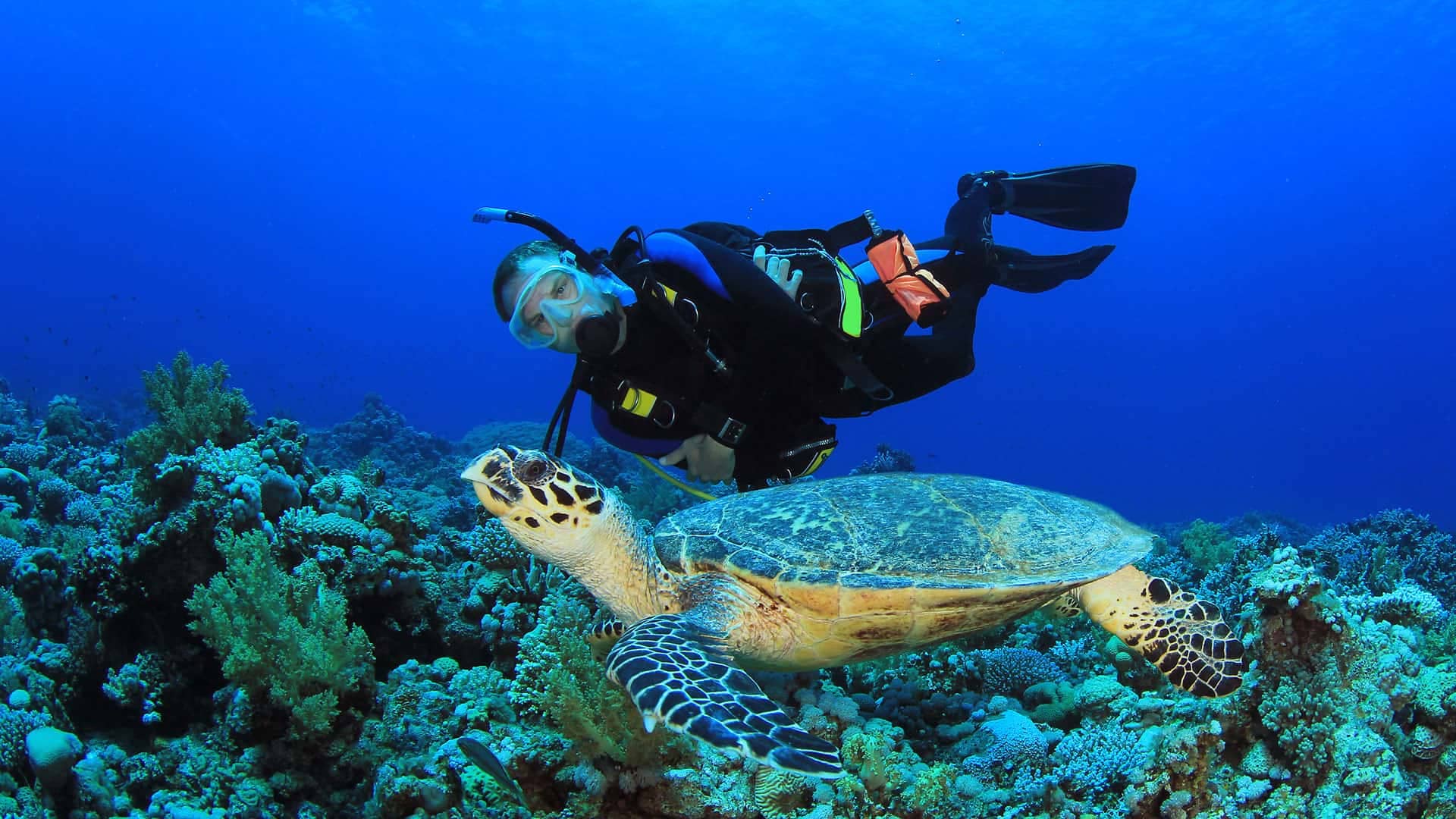 Un plongeur explore les récifs à couper le souffle, nageant aux côtés d'une tortue de mer au-dessus du corail vibrant. Équipé d'un masque et d'un équipement de plongée, le plongeur est immergé dans un monde enchanteur où la vie marine colorée prospère sur fond d'océan bleu clair.