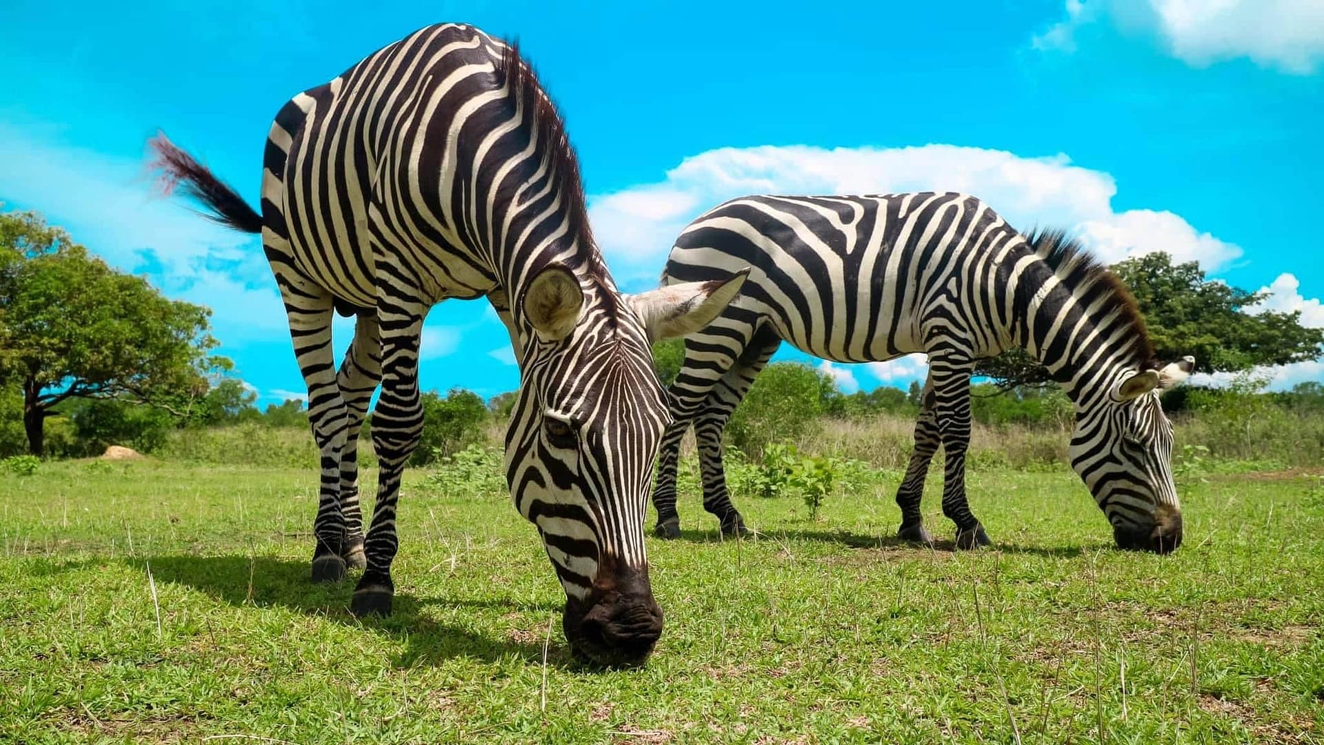 Zwei Zebras grasen auf grünem Gras unter einem strahlend blauen Himmel, der an Coron während eines Inselhopping-Abenteuers erinnert. Die schwarzen und weißen Streifen der Tiere stechen deutlich hervor. Üppige Bäume und vereinzelte Wolken füllen den Hintergrund und schaffen eine friedliche Naturszene, die an die Aussicht bei einer Bootstour erinnert.