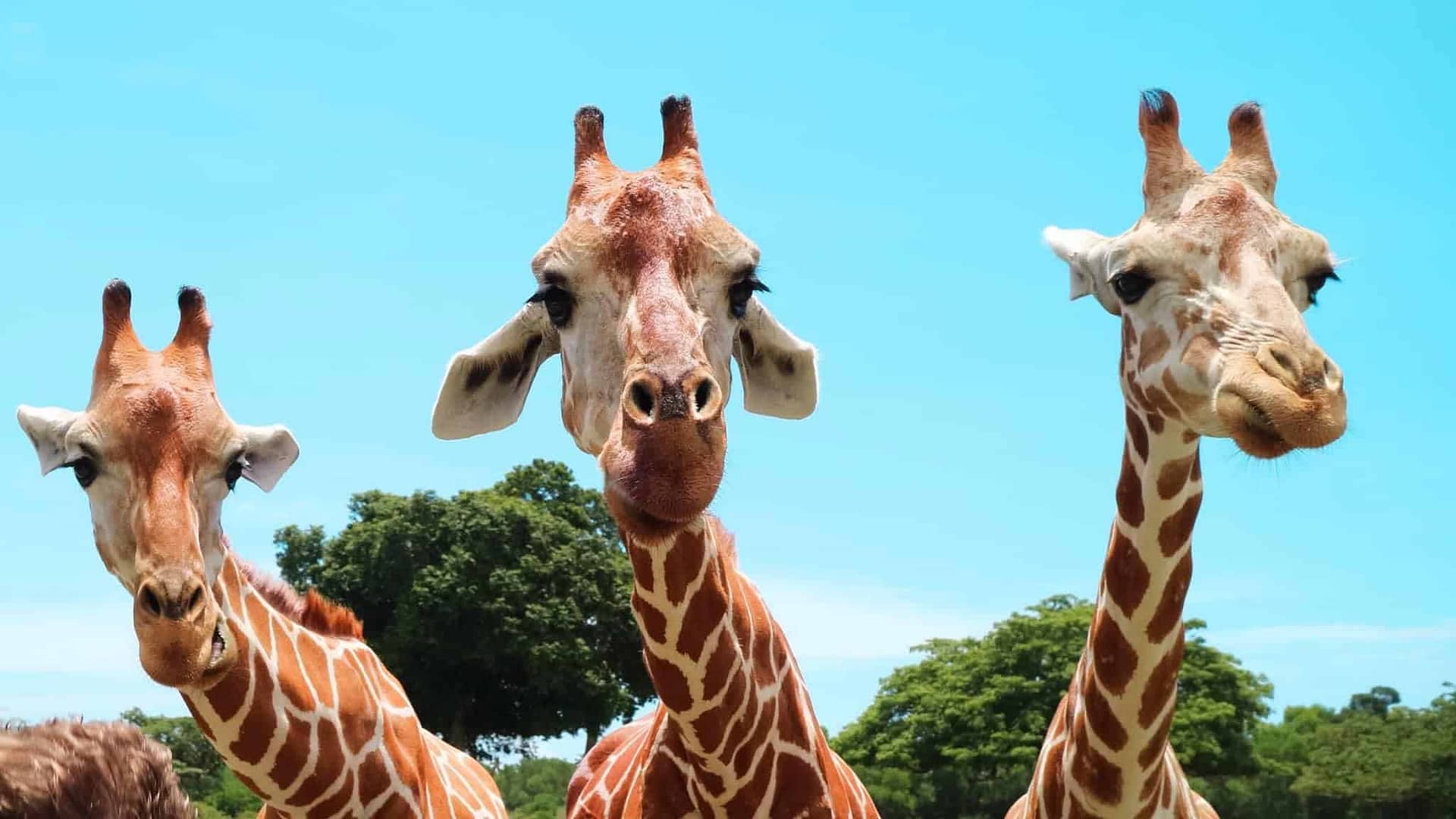 Calauit Safari Park The Ultimate Family Adventure In Coron Palawan 9-stunning-national-parks-in-the-philippines