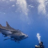 liveaboard philippines tubbataha whaleshark xxl2