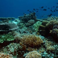 tubbataha reefs 1672736259