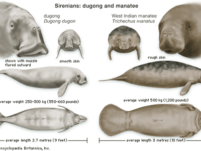 Illustration comparing sirenians, also known as sea cows: Dugong and West Indian Manatee. Features include snout shape, skin texture, average weight, and length. Dugong has a flared nostril area, while the manatee has rough skin. Both are large marine mammals found around Palawan.