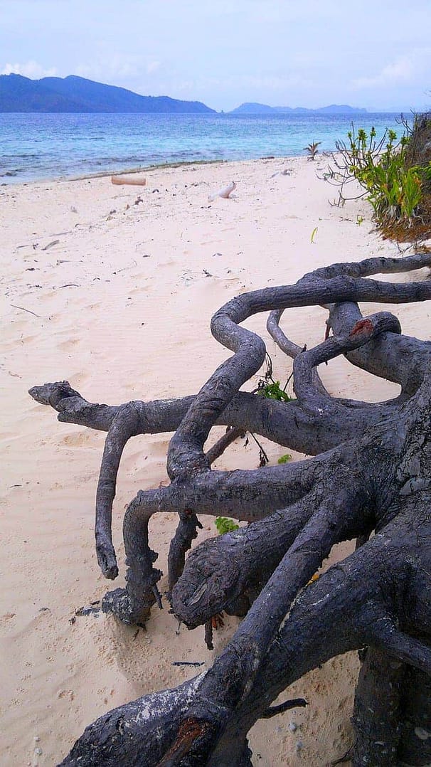 Gnarled, twisted tree roots extend across a sandy beach, with a tranquil blue sea and distant mountains in the background. Sparse greenery graces the shoreline, offering a serene backdrop for island hopping adventures or leisurely boat tours that explore the hidden gems nearby.