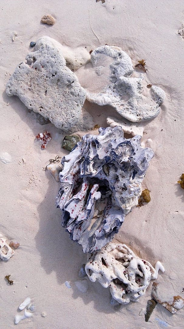 A sandy beach with three pieces of white coral scattered across, reminiscent of the treasures you might discover while island hopping. The corals have unique, textured shapes and are surrounded by small bits of seaweed and pebbles.