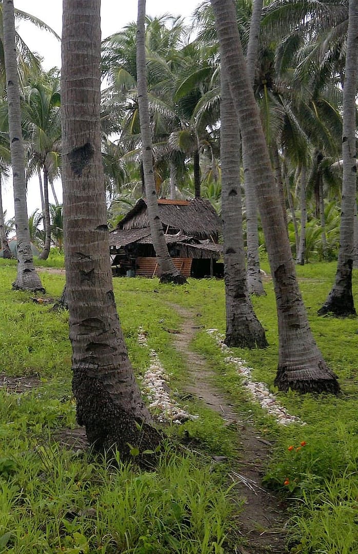 A rustic, thatched-roof hut is nestled among tall palm trees, with a narrow dirt path leading to it. The path, perfect for those seeking adventure like island hopping, is lined with small white stones and surrounded by lush green grass.