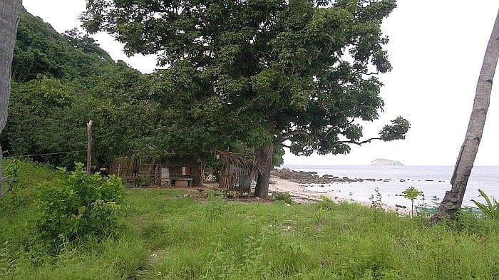 A serene tropical beach scene with lush green grass and tall trees leads to a sandy shoreline. A small wooden structure is nestled among the trees. The ocean, perfect for boat tours, is calm, with an island visible in the distance under a cloudy sky.