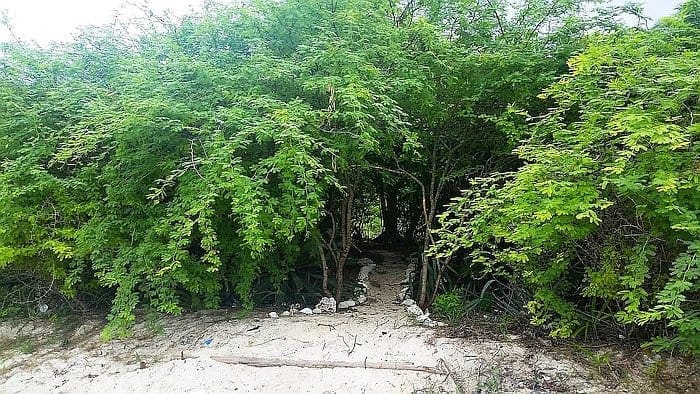 Camping on Dimancal Island C Spot overall entrance through the prickly bushes