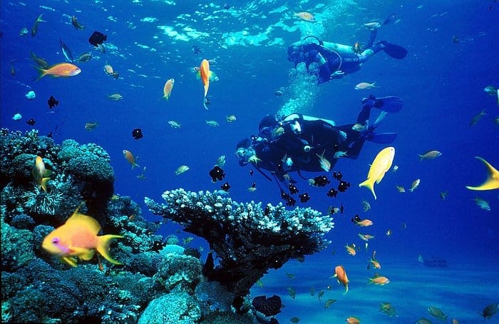 Two scuba divers relish an underwater scene in El Nido, where vibrant corals and colorful fish abound. The crystal-clear water offers a full view of the diverse marine life enveloping the divers. This bright, dynamic spectacle is why it's often hailed as one of the best snorkeling spots.