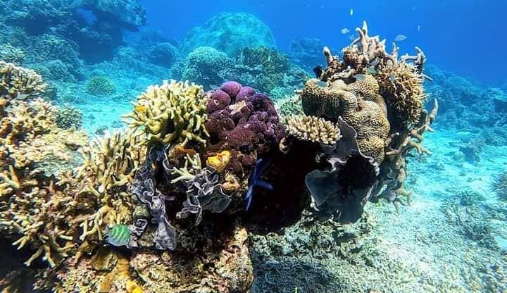 binulbulan island corals