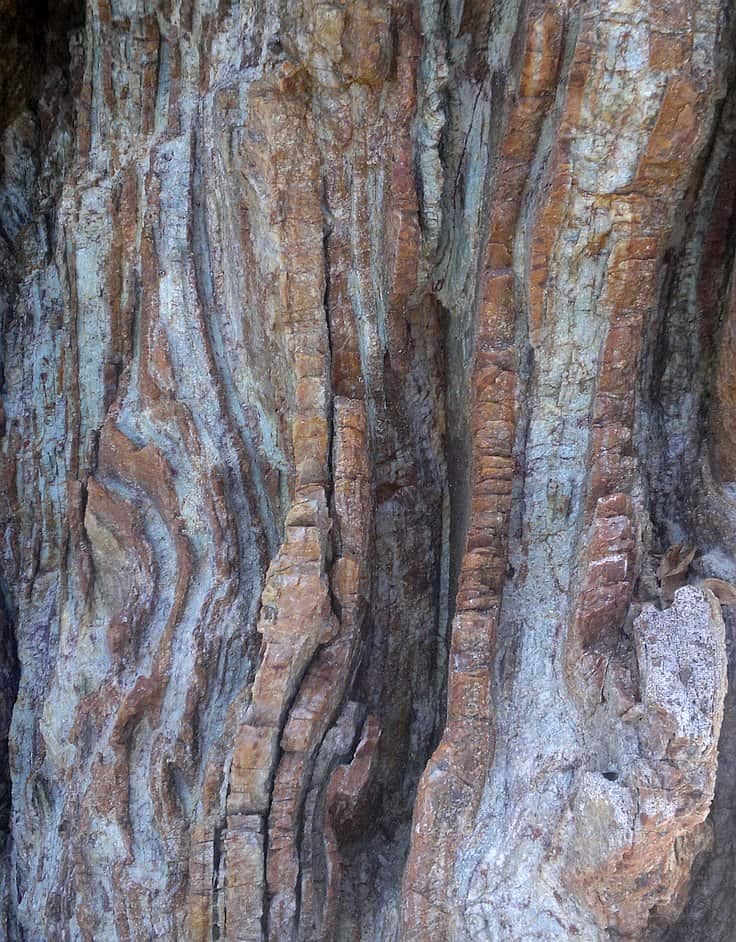 Close-up view of a tree bark with intricate patterns and textures, reminiscent of the rugged landscapes seen during island hopping. The bark has wavy vertical ridges in shades of brown and gray, creating a natural, adventurous appearance.