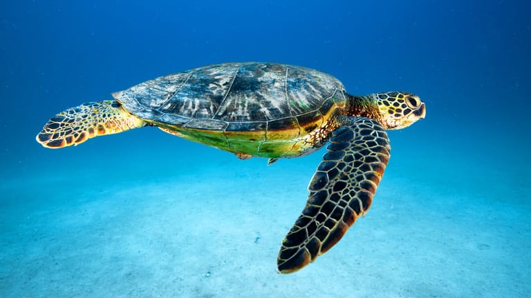 A sea turtle glides gracefully underwater, its patterned shell and flippers creating an enchanting scene against the clear blue ocean of Palawan.