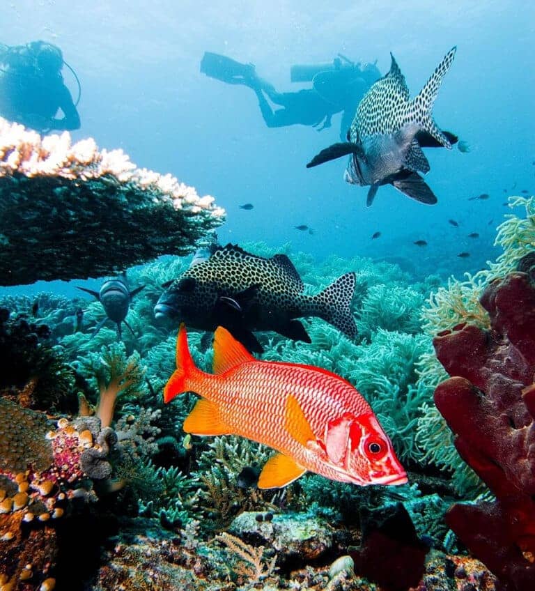 A vibrant underwater scene in the Philippines features a red fish swimming near coral as manta rays glide gracefully by. Two divers explore in the background. The ocean is clear, showcasing colorful marine life and diverse coral structures, attracting boat tours for marine enthusiasts.