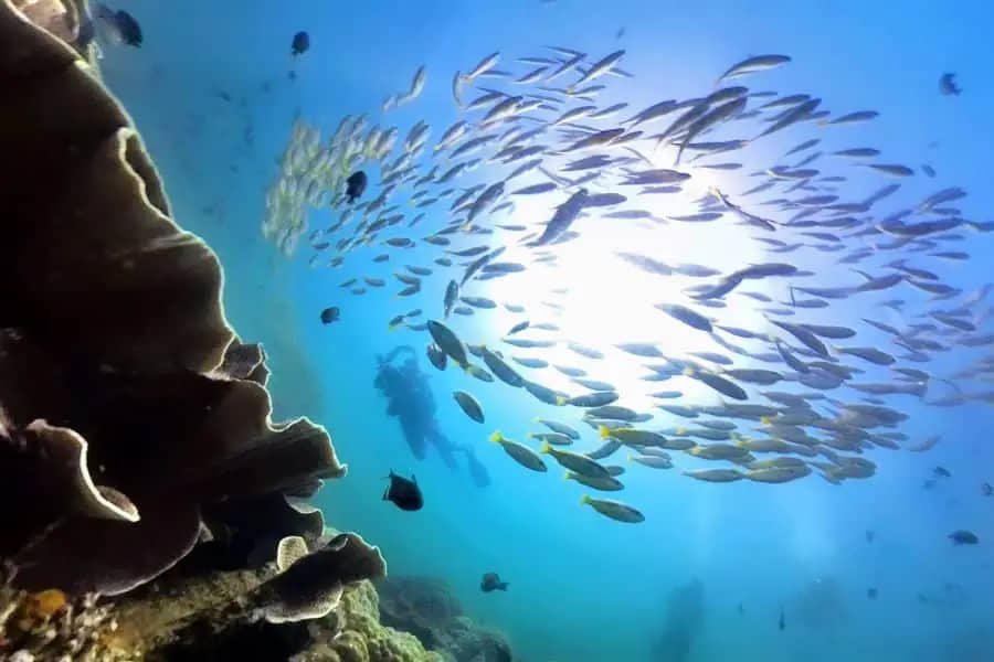 diving el nido south entalula fish