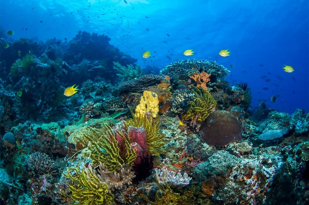 apo reef natural park occidental mindoro coral reefs apo reef natural park occidental mindoro coral reefs