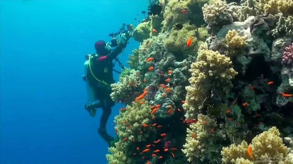 North Tiran red sea diving egypt