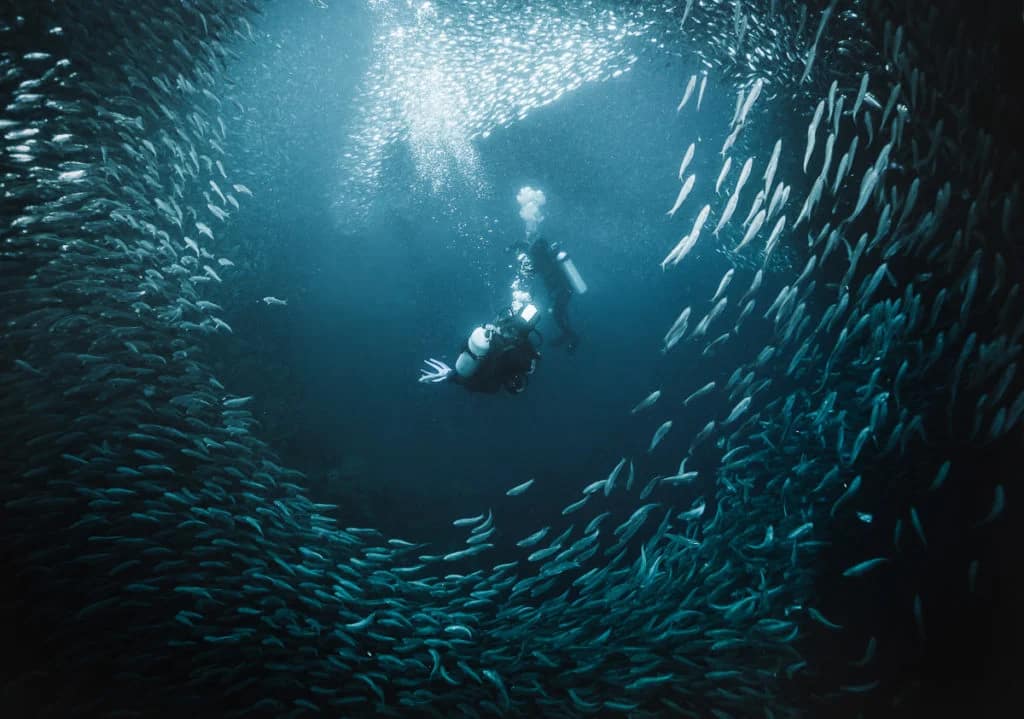 moalboal sardine run panagsama beach