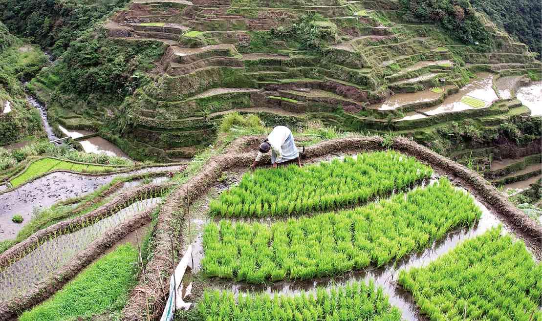 Banaue Rice Terraces engineering marvel Banaue Rice Terraces engineering marvel