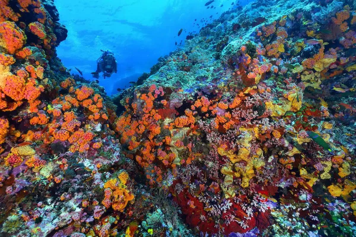 Tubbataha Reefs Natural Park jpg