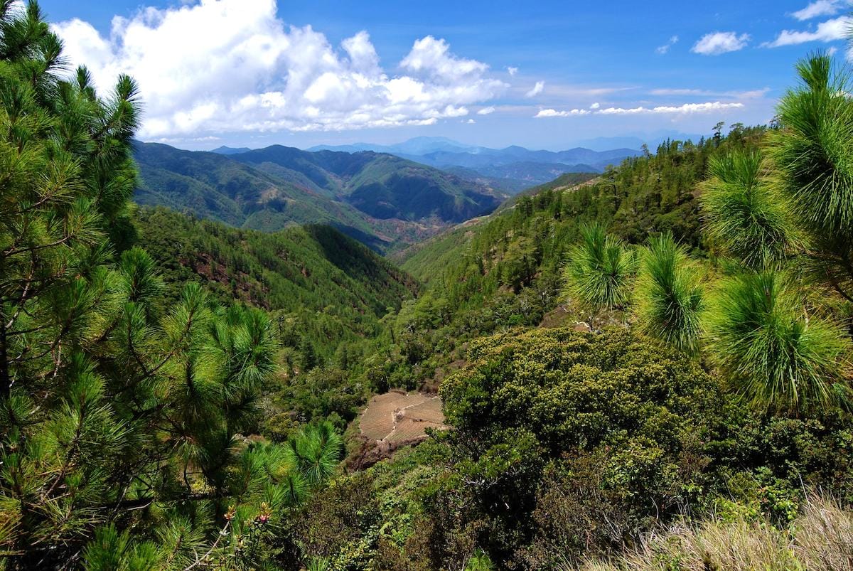 Mount Pulag National Park forested Mount Pulag National Park forested