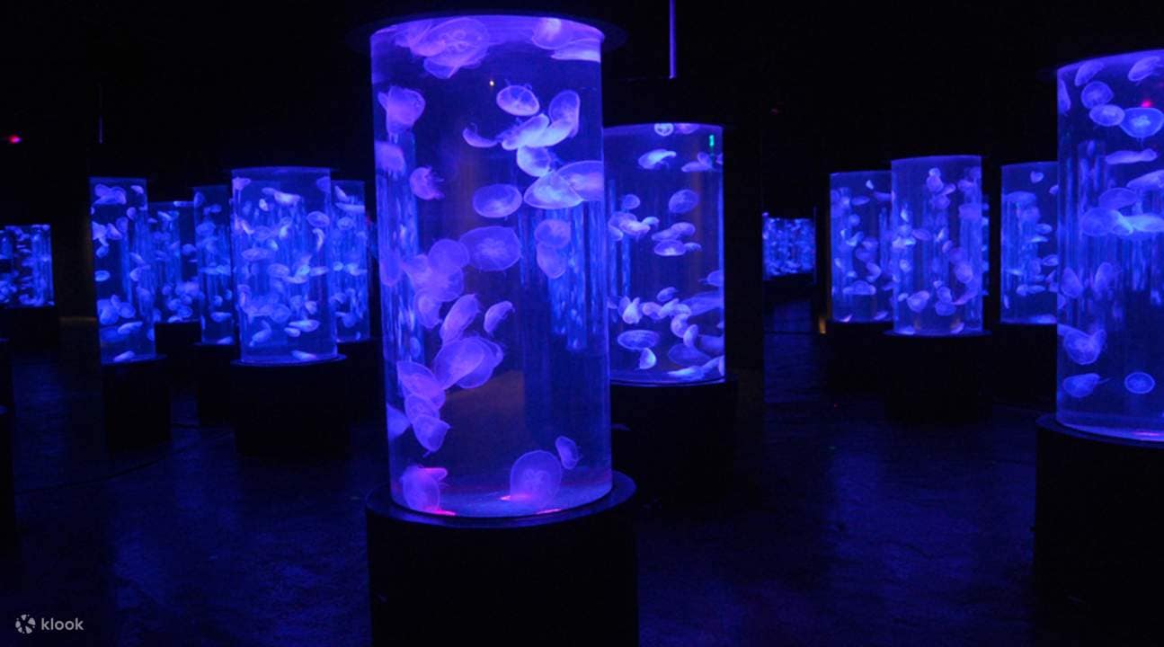 manila ocean park jelly fish manila ocean park jelly fish