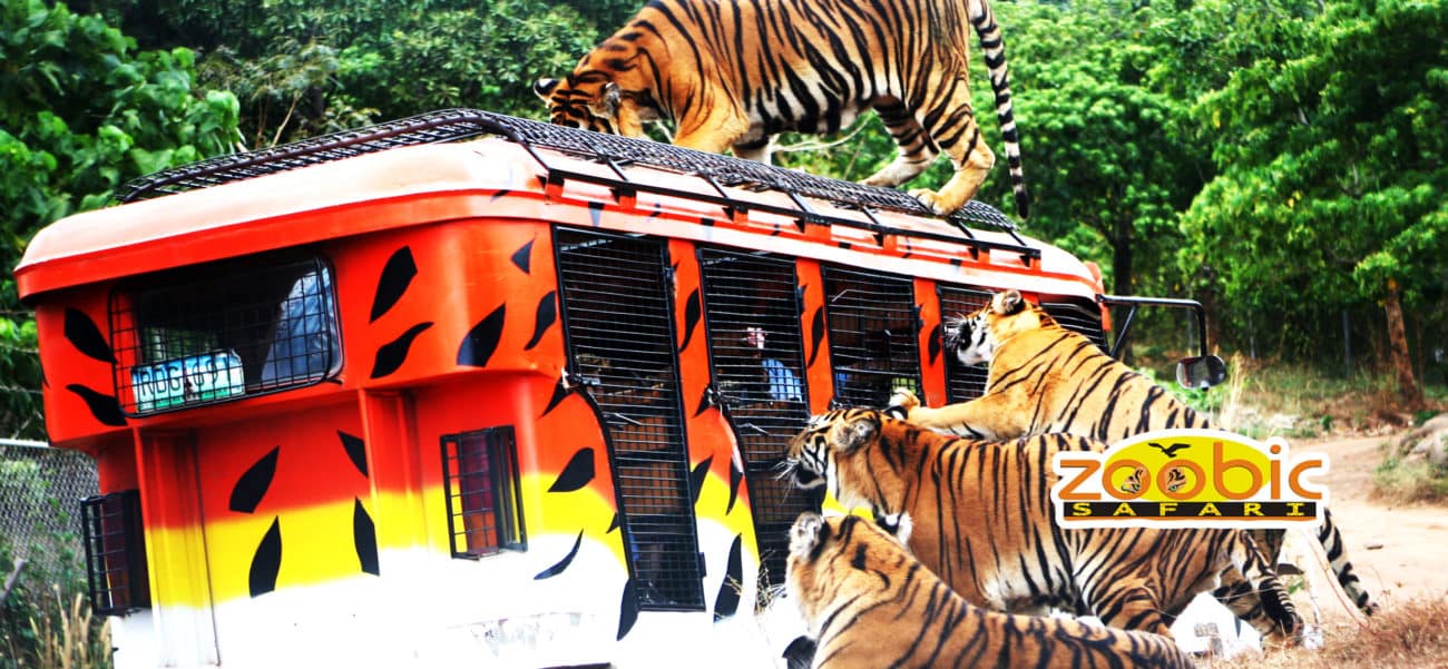 dream yacht cruise subic bay zoobic safari dream yacht cruise subic bay zoobic safari