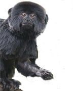 Goeldi's Marmoset_T