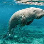 dugong2