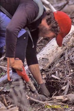 planting tree in slashy ground