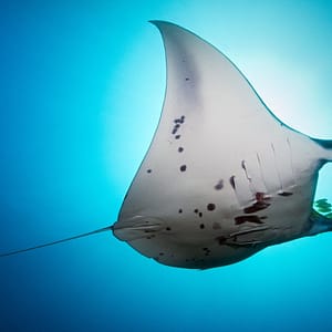 manta diving philippines