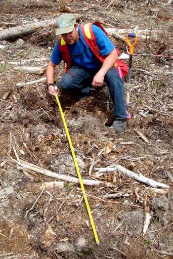 treeplanting forester