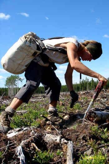 planting tree in ground 1