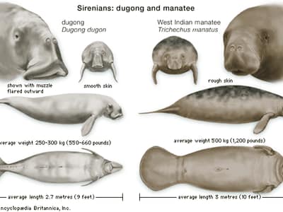 Features dugongs manatees